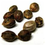 Семена марихуаны АК-47  (Seeds AK-47) в Талдоме